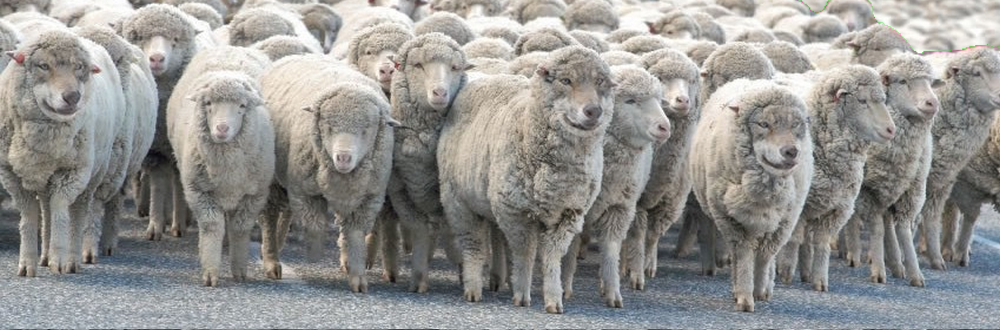 Illustration : des loups déguisés en brebis