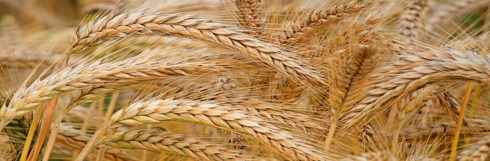 Wheat